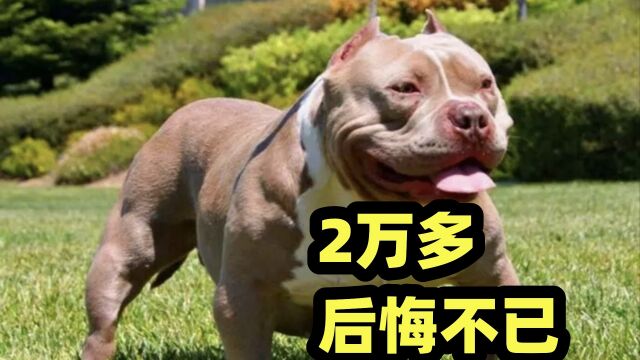 2万多元买的恶霸犬,养了一段时间后狗主人后悔不已