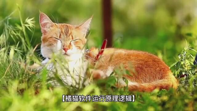 什么叫橘猫软件?是做什么短视频的?