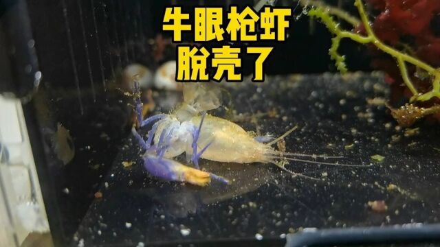 发现会变色的管虫