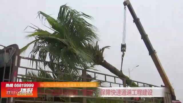 1437棵绿化树搬“新家”保障快速通道工程建设