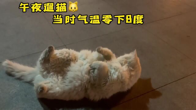 一只贪玩的猫#遛猫 #傻猫的日常 #流浪猫日常