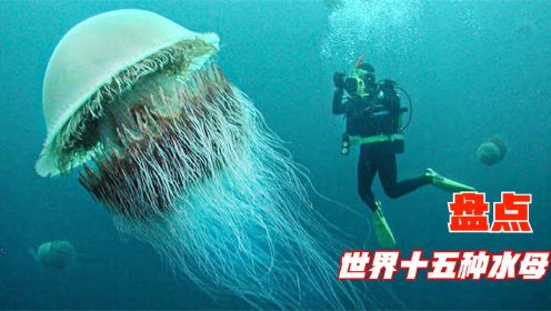 盘点世界十五种水母，有的巨大无比藏在大海深处，你们知道几种呢