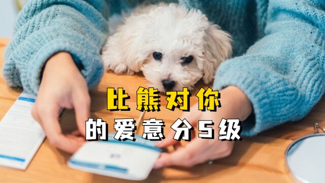 比熊对你的爱意分5级,你家到哪一级了?