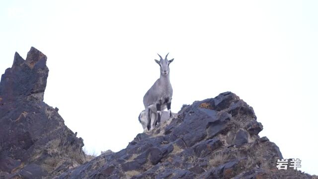 多种珍稀野生动物“亮相”青海都兰