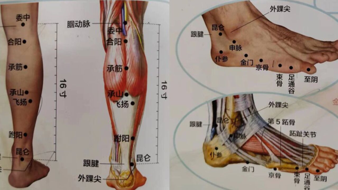 足太阳膀胱经线路图图片