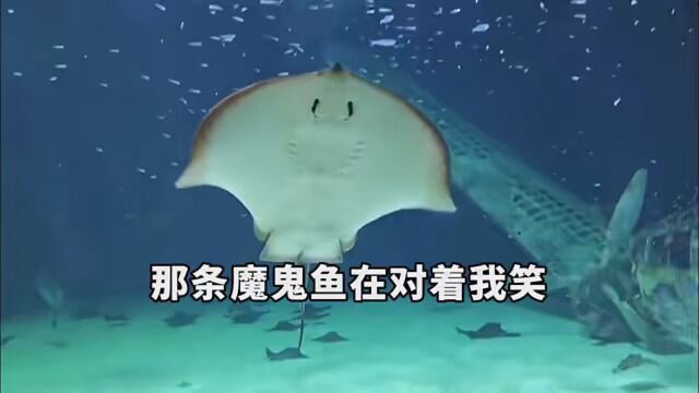 #海洋生物 #魔鬼鱼