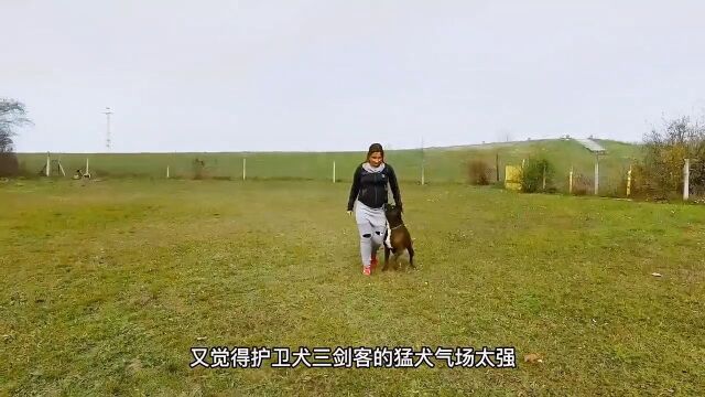 拳师犬撞脸明星的犬界全能王动物图鉴狗升鲜到位安心顽皮顽皮鲜厨房宠物知识自然