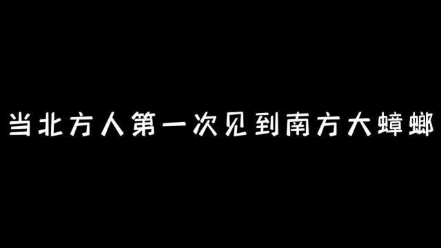 当北方人第一次见到南方大蟑螂