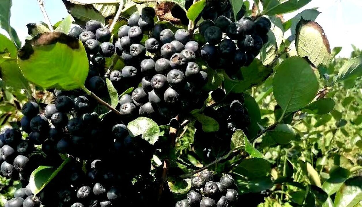 【黑果花楸簡介】