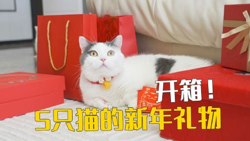 女主人把5只猫当孩子养，还给它们准备新年礼物！