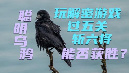 聪明乌鸦是如何思考的？科学家设计复杂游戏 它是否能获得胜利？