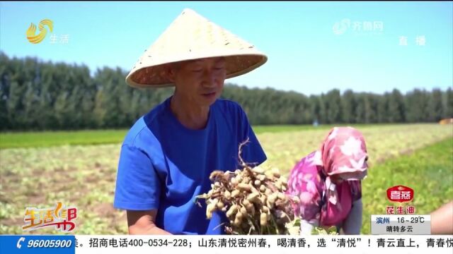 30万亩花生喜获丰收,平度探索深加工,小花生成为村民增收致富果