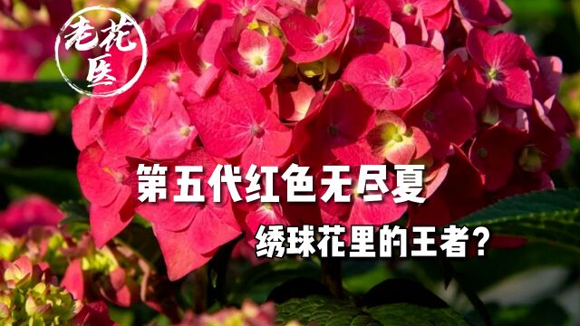 第五代红色无尽夏,绣球花里的王者?