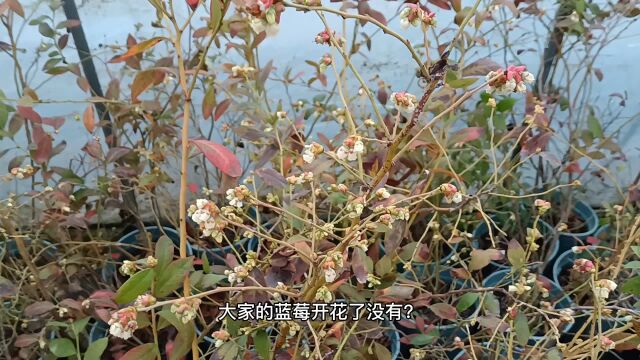 春天蓝莓花期要管理好,4个方面做到位,才能保花保果