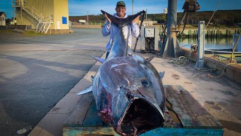 600多斤的蓝鳍金枪鱼，从捕获，分割，再到制作美食，不容错过！