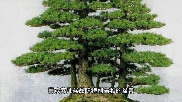 5种很值钱的盆景