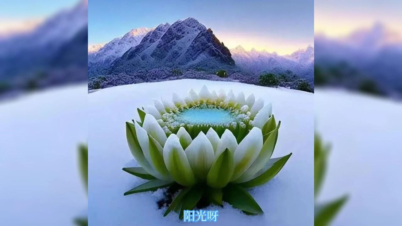 雪莲花开了,你可听到阿妈在呼唤?