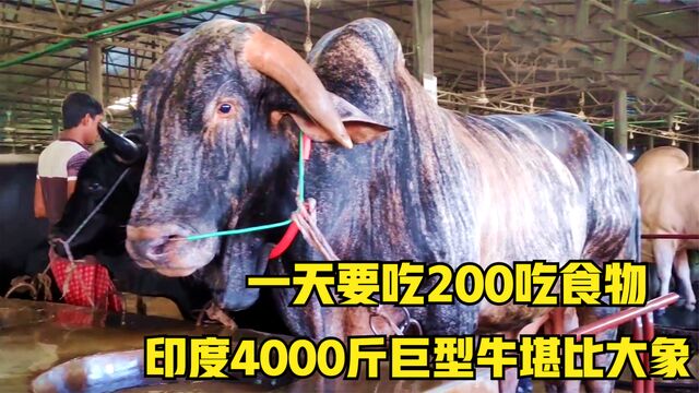 印度巨型牛养殖场,一头牛重4000斤堪比大象,每天吃掉300斤食物