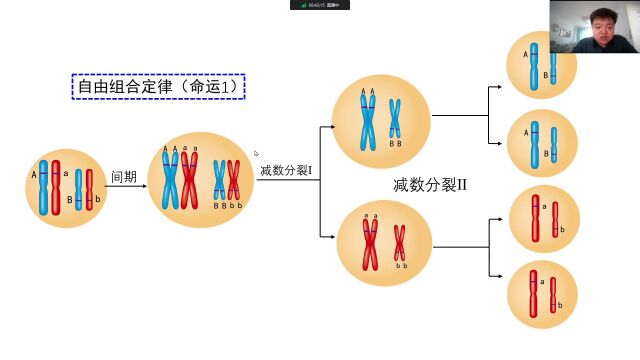 基因在染色体上(64)遗传规律的现代解释(分离、自由组合)