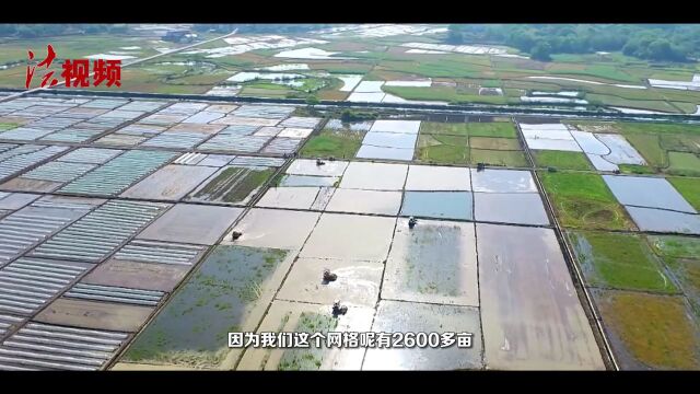 铁塔“哨兵” 给“田长”一双千里眼 ——东安县开启智慧管田,高效护田模式