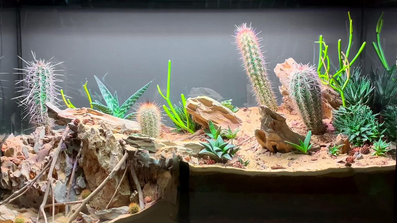 沙漠生态系统缸