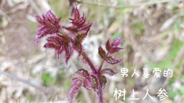 浑身带刺的野植檧木,为何却深得男人的喜爱,这些价值您可知道