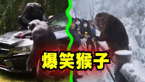 爆笑解说:盘点那些与人类和谐共处的猴子!_高清1080P在线观看平台_腾讯视频