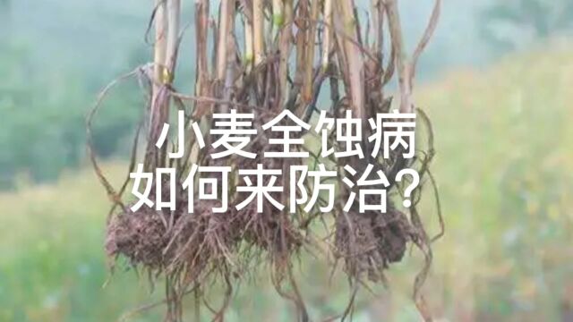 小麦全蚀病如何防治?