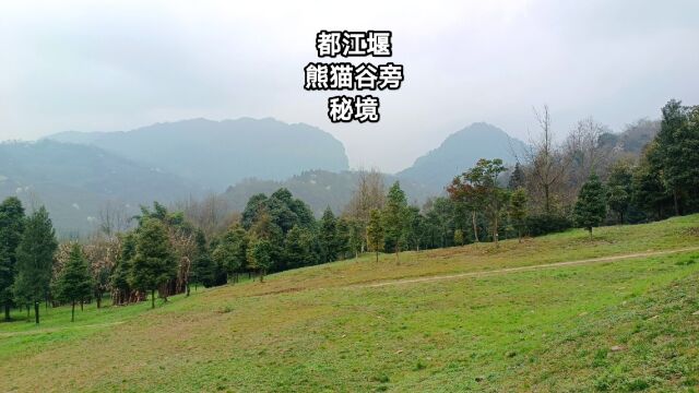 都江堰熊猫谷旁华西亚高山植物园,山顶如世外桃源,奇花异草无数