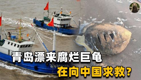 2米腐烂巨龟漂到青岛，渔民表示从未见过！网友：它来求救的吧？