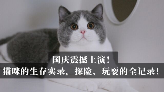 国庆震撼上演!猫咪的生存实录,探险、玩耍的全记录!