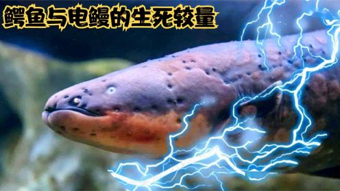 动物世界：鳄鱼与电鳗的生死较量
