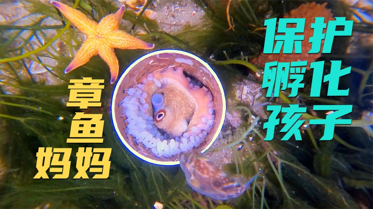 章鱼妈妈用塑料管当作产房,生下一串串提子,被各种动物偷吃.