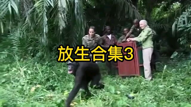 放生动物合集3