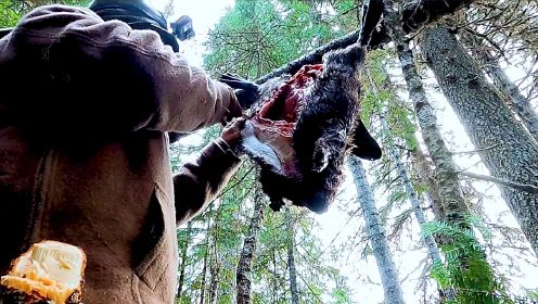 荒野独居第九季选手开挂，擒海狸、诱捕黑熊，荒野求生纪录片