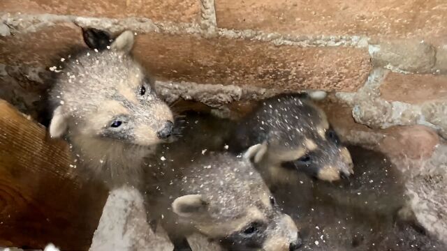 生在墙壁里的小浣熊