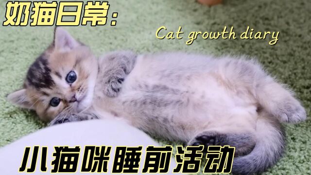 小奶猫成长日记之睡前活动