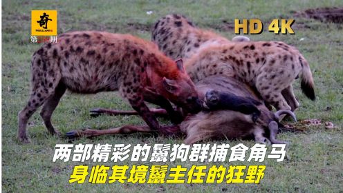两部精彩的鬣狗群捕食角马，身临其境鬣主任的狂野