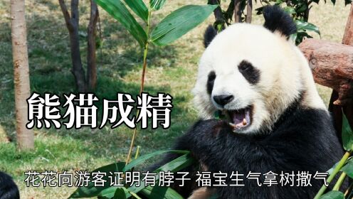 石锤大熊猫能听懂人话，花花向游客证明有脖子，福宝生气拿树撒气