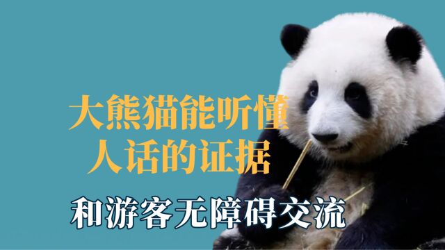 大熊猫能听懂人话的证据,和游客无障碍交流,被说胖直接气到爆炸