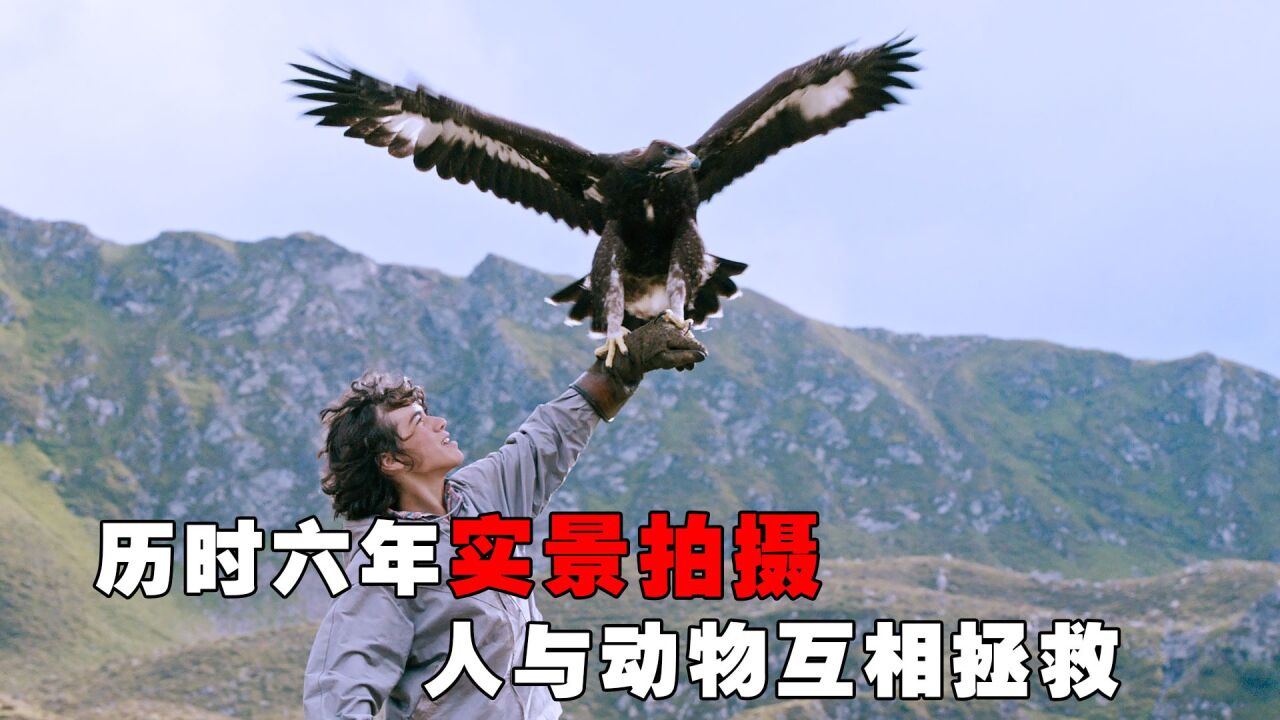 幼鹰被哥哥踢下悬崖，却被人类男孩所救，历经磨难终成天空霸主！_高清1080P在线观看平台_腾讯视频
