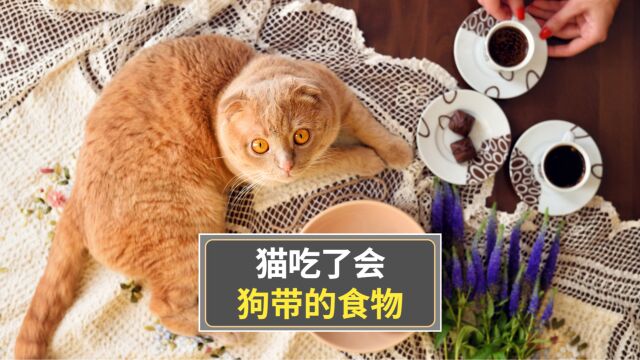 这几种食物,猫咪吃了会“狗带”!