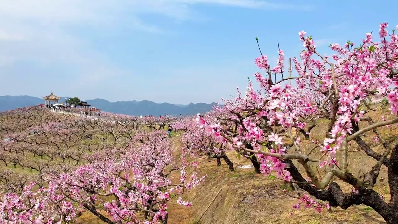 阳春三月,春暖花开,宁波奉化的桃花盛开啦,你会带着谁一起去享受这么