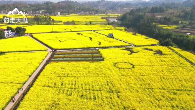 来看看安居于山岳之上的平坝油菜花有多美,安岳县元坝镇安粮坝