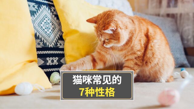 猫咪的7种性格类型,你家猫是哪种呢?