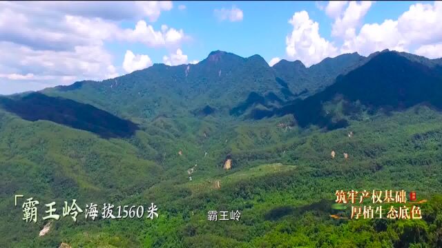 海南热带雨林国家公园:巩固产权基础 厚植生态底色