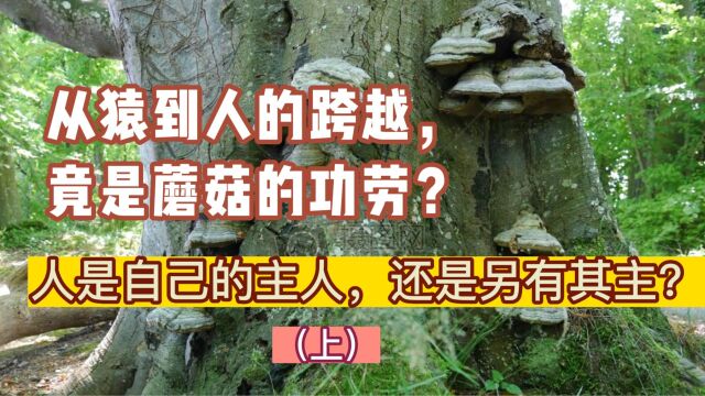 (上)大脑从猿到人,竟是蘑菇的功劳?探问僵尸蚂蚁,谁才是人类的真正主人?