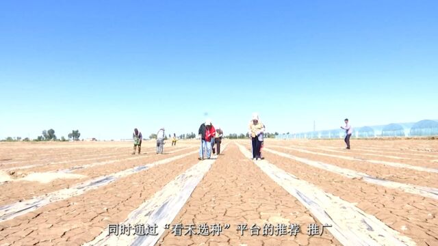 农业百科第1252期:以禾示种 看禾选种 助力种业振兴、选育优质种质资源 助推辣椒产业发展