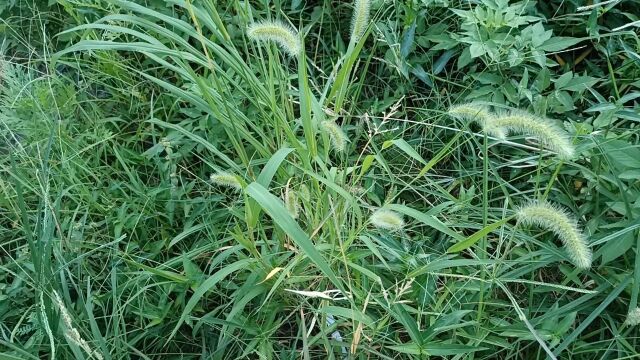 中药''狗尾巴草'':具有清热降火、明目清肝和祛湿消肿的作用