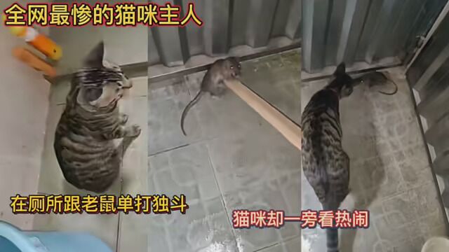 全网最惨的猫咪主人!在厕所跟老鼠单打独斗!猫咪却一旁看热闹!